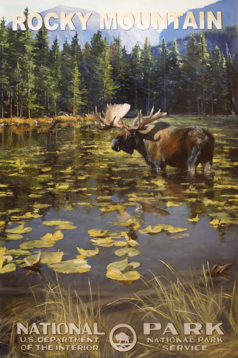 Rocky Mountain National Park - Moose