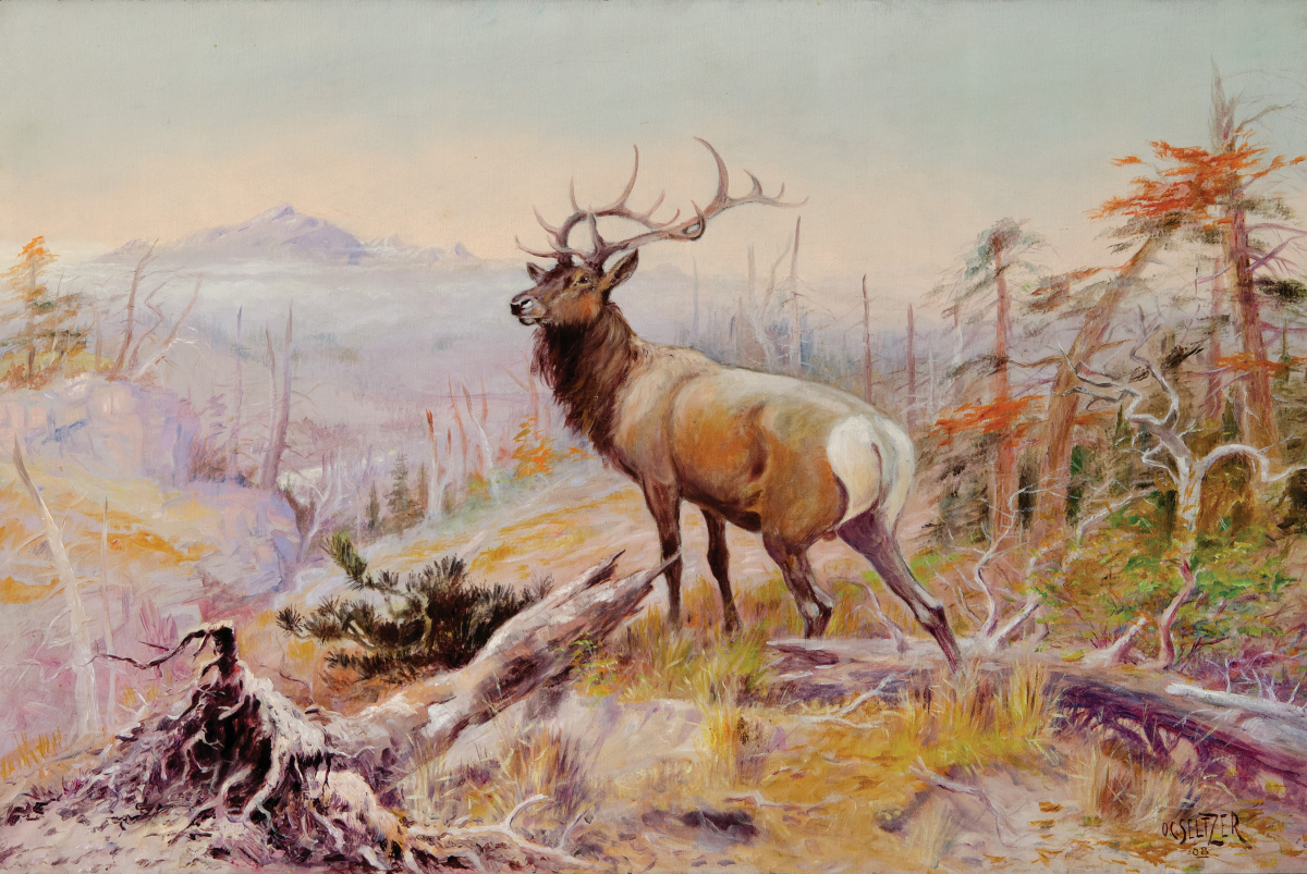 Montana Elk and Landscape