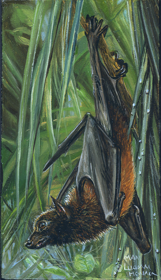 The Watcher (Palmyra Indian Fruit Bat)