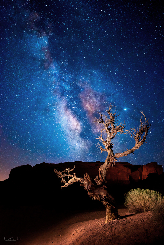 Star Dust Tree