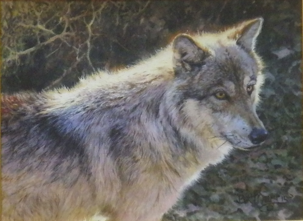 "Hayden Valley Wolf"