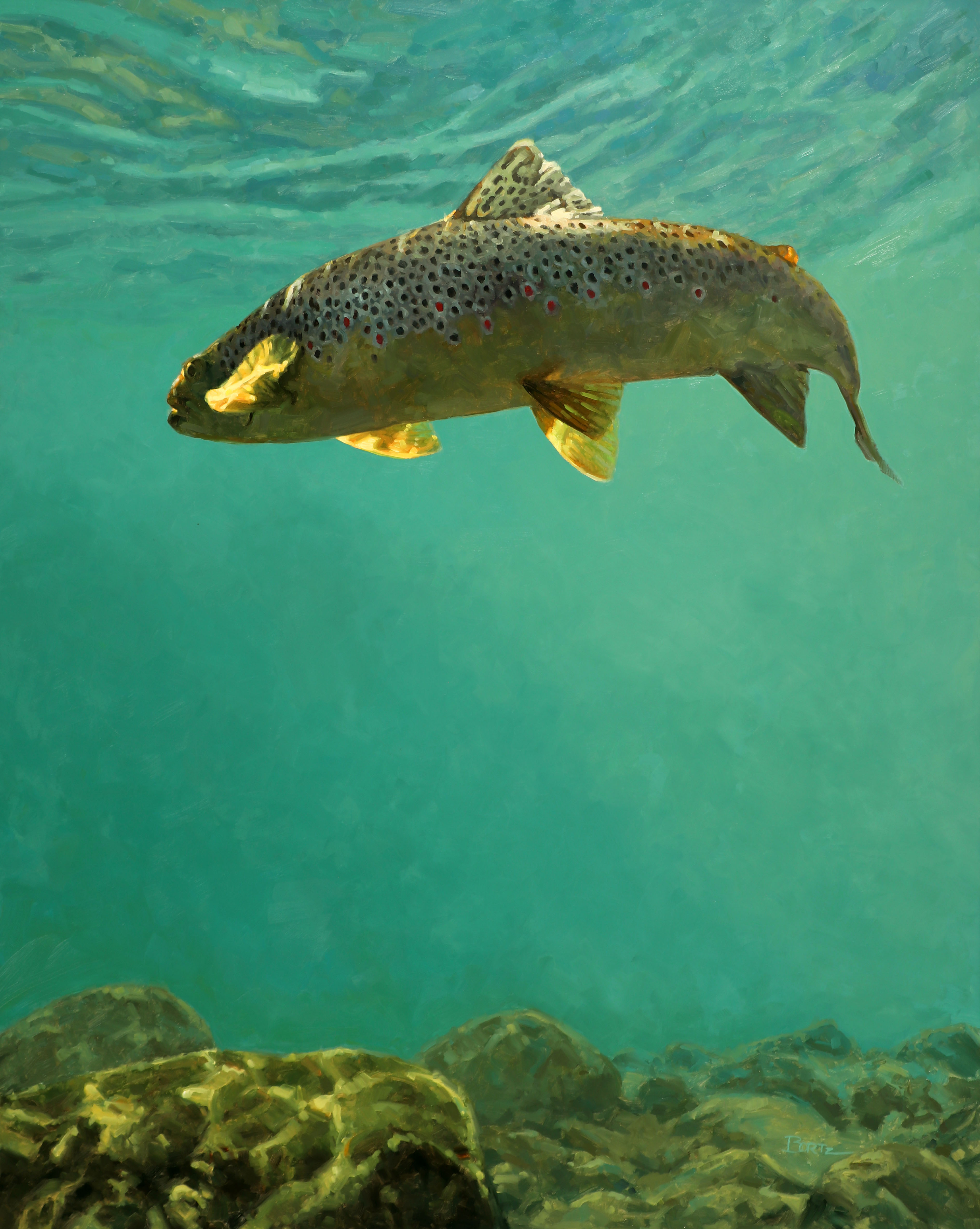 Chasing Light - Brown Trout