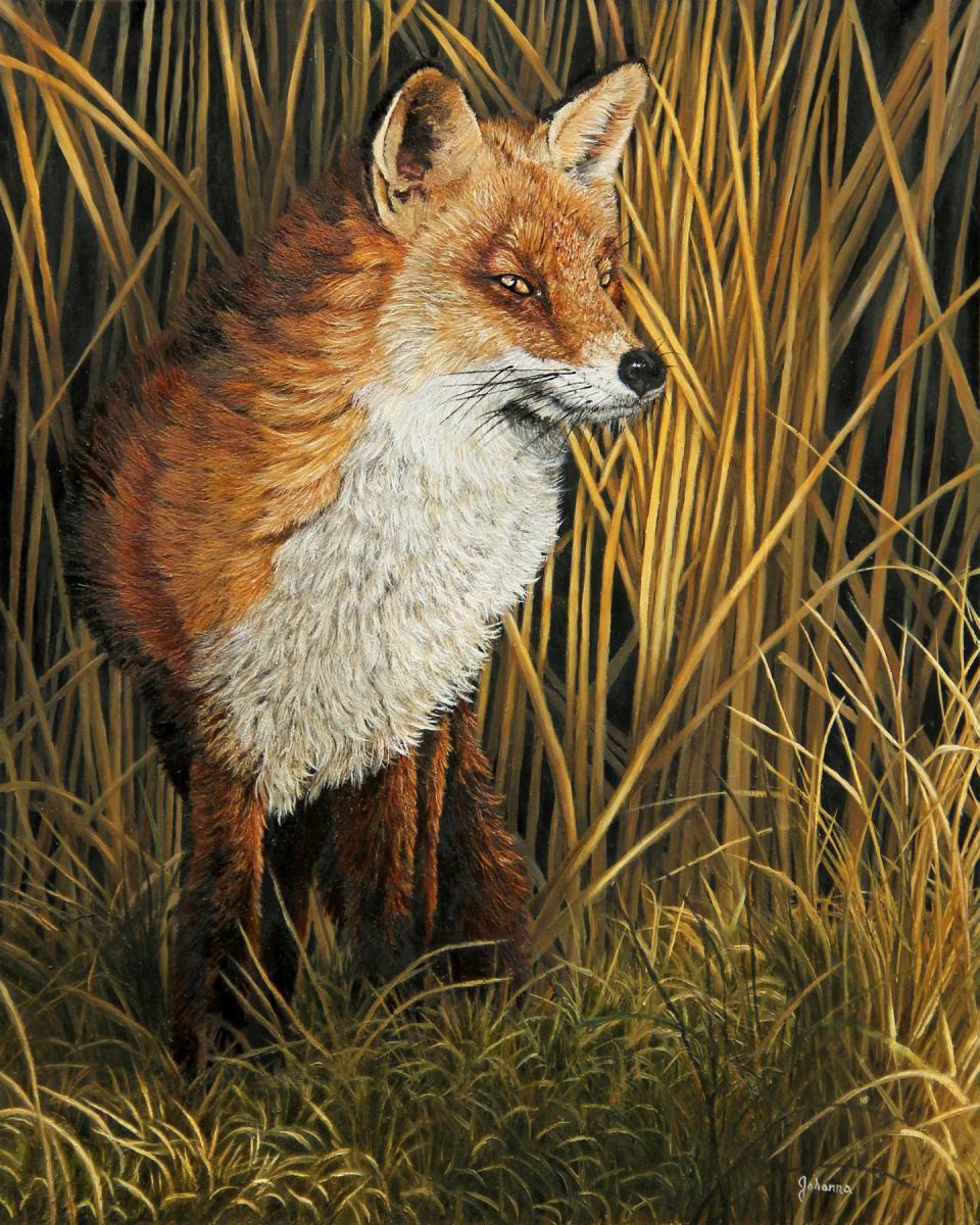 From The Shadows - Red Fox