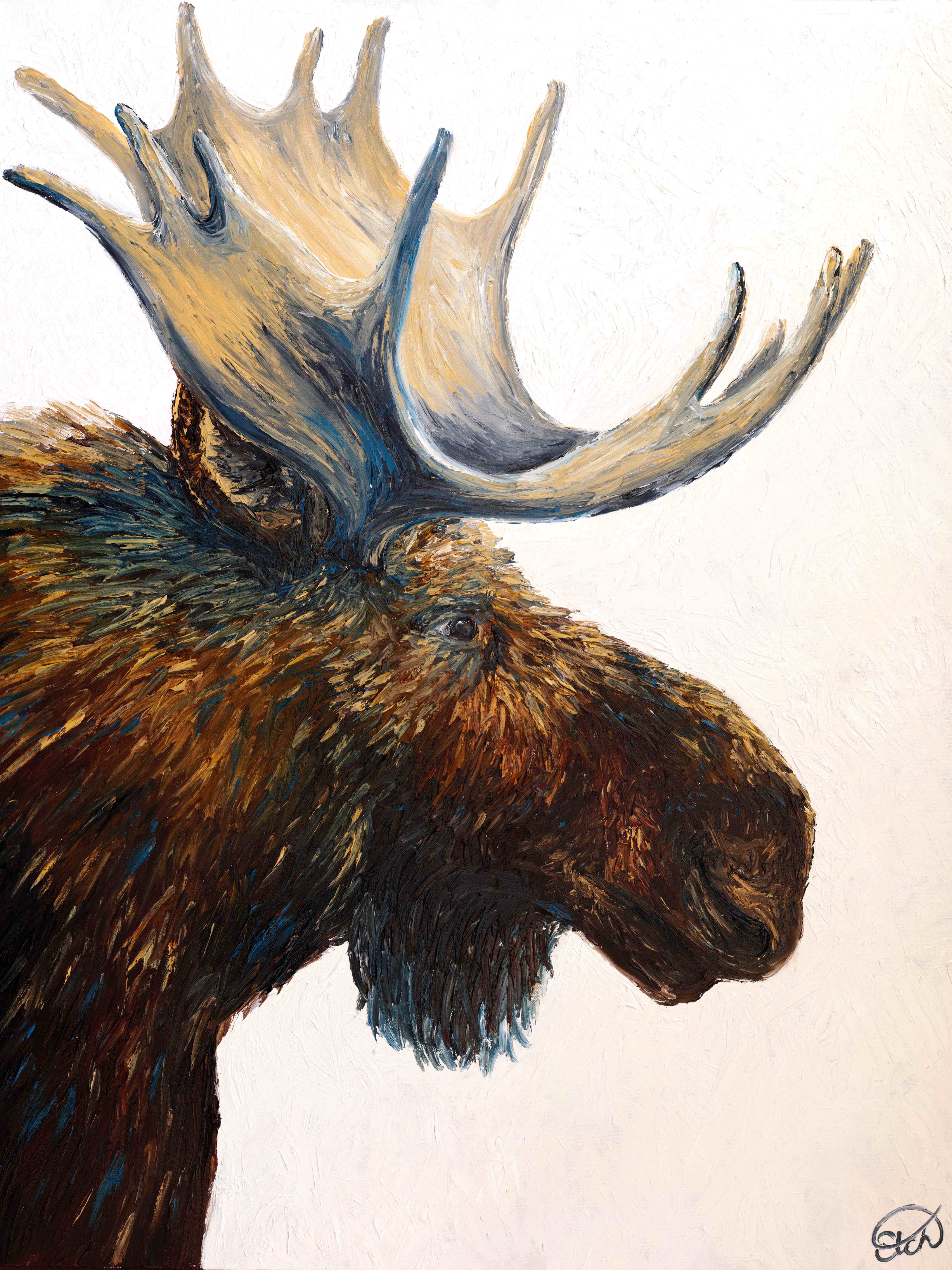 Portrait of A Bull Moose