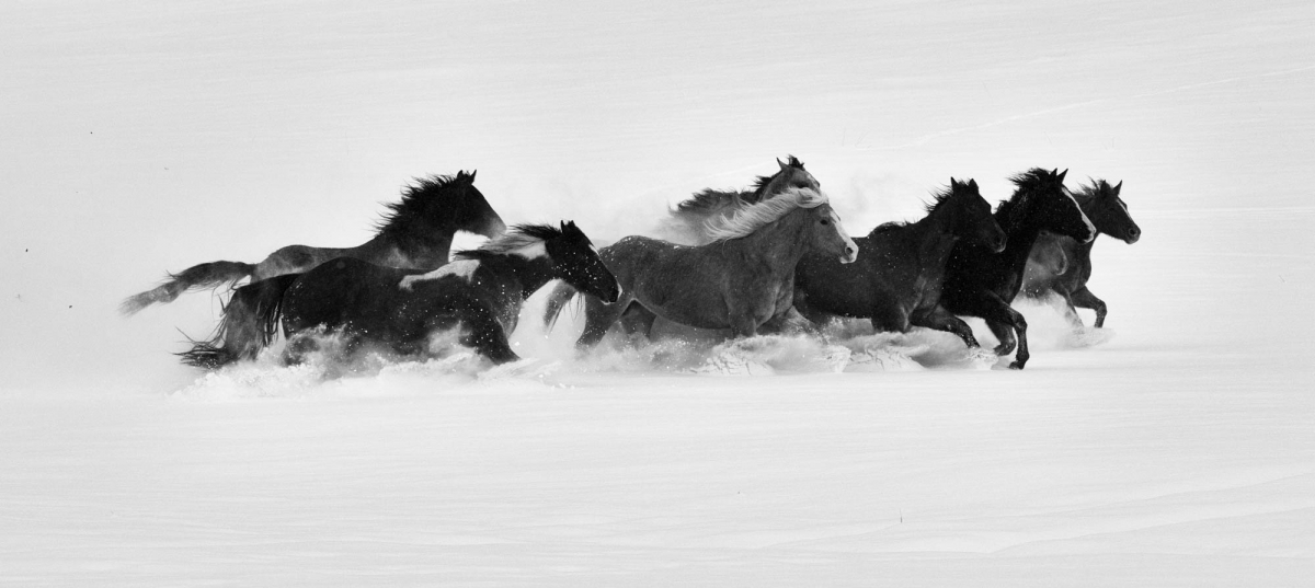 Winter's Horses
