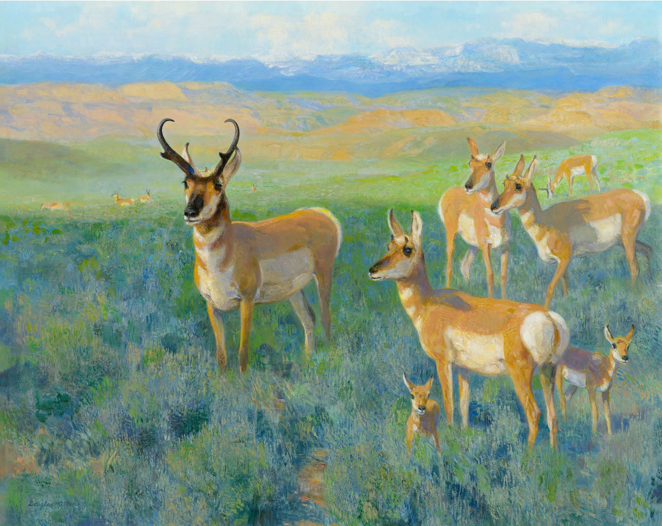 Wyoming Spring, Pronghorn Antelope