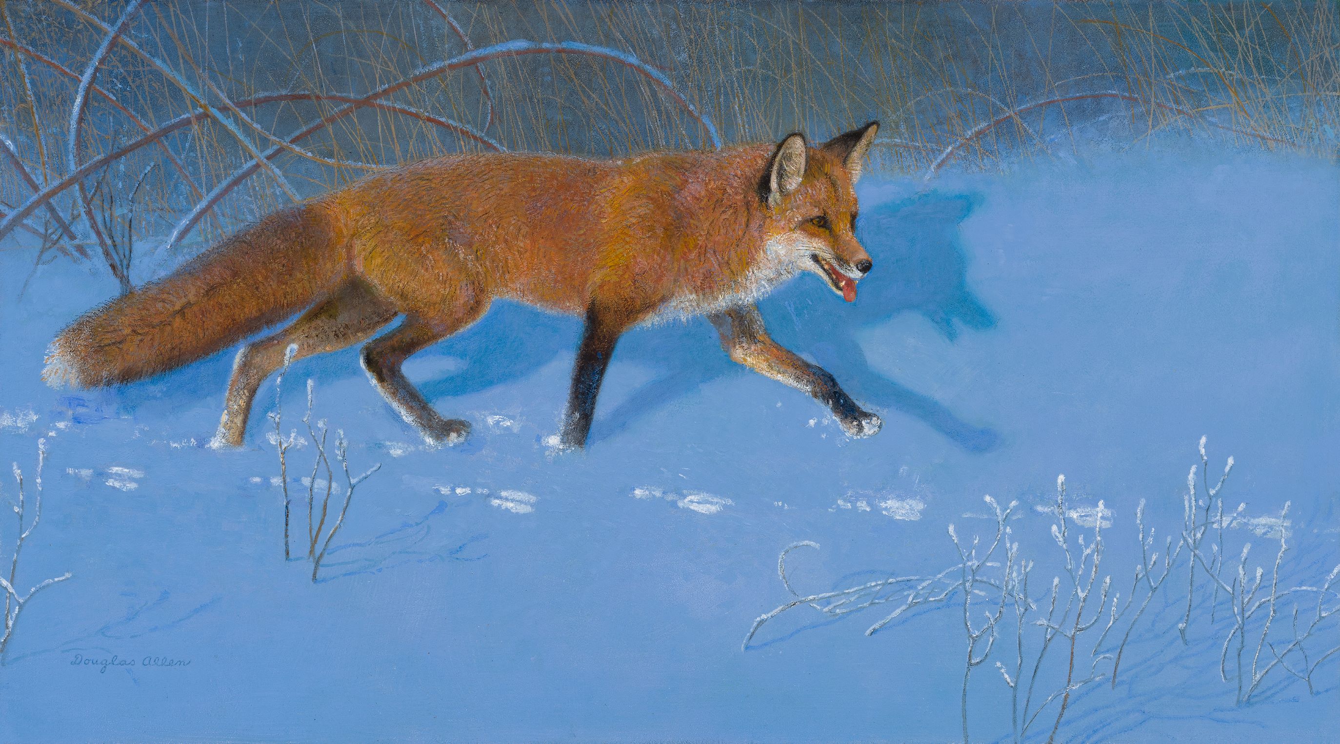 Fox Chase, American Red Fox