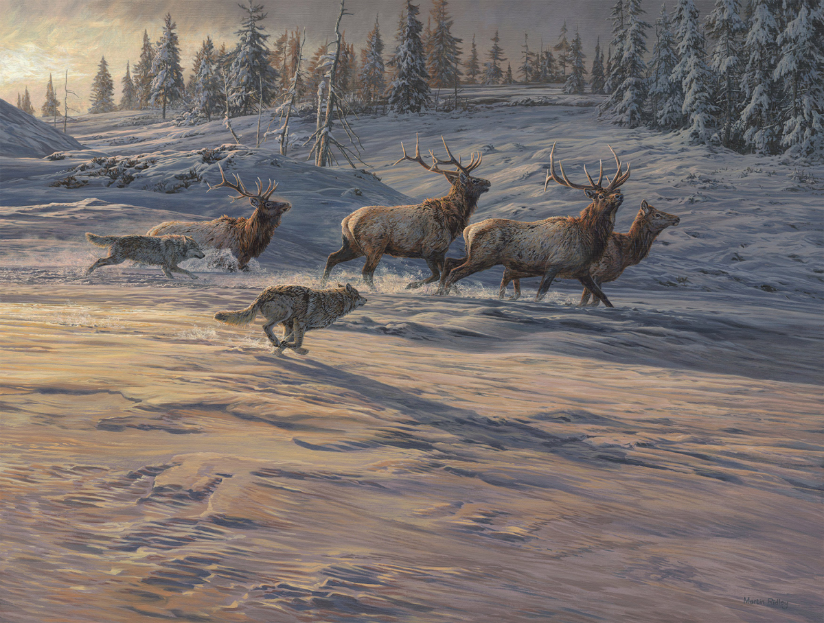 "Shadow of the Wolf", Gray Wolves chasing Elk