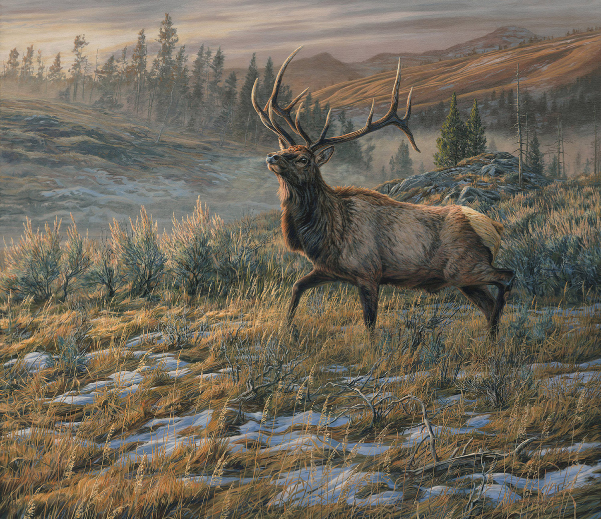 "Head Held High", Bull American Elk