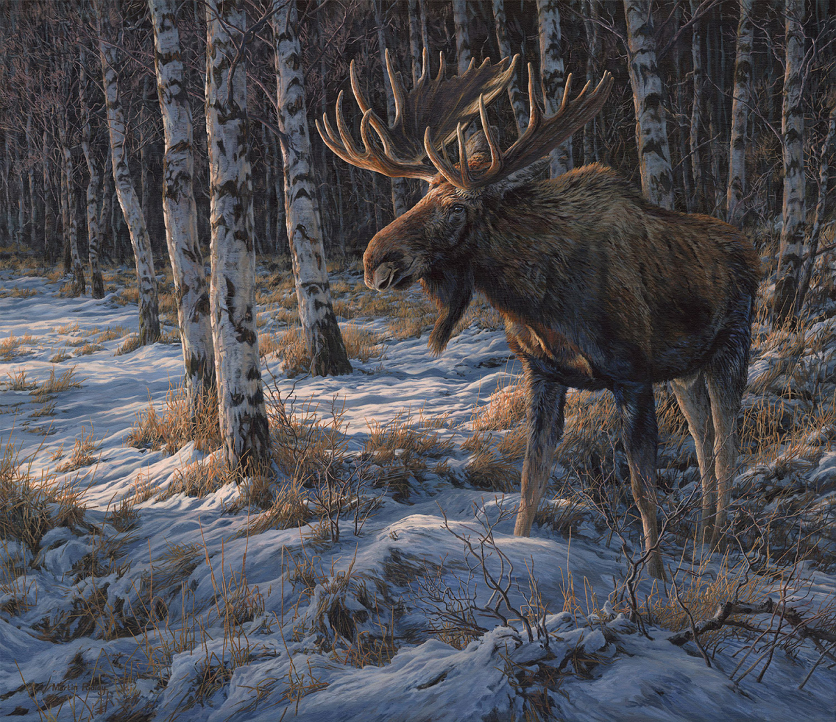 "Emerging from the Shadows", Bull Moose