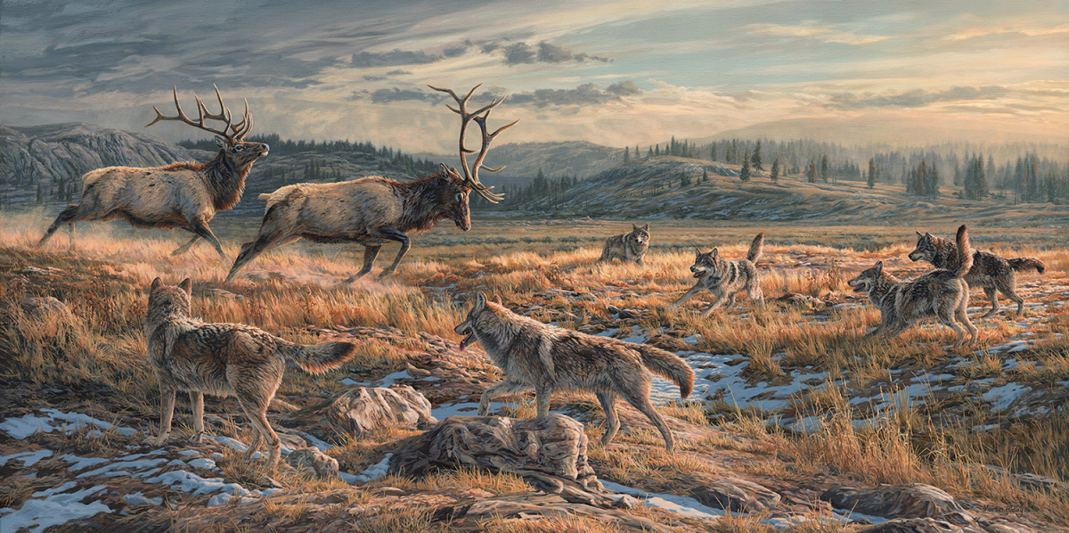"Antlers Down" Gray Wolves harassing Elk