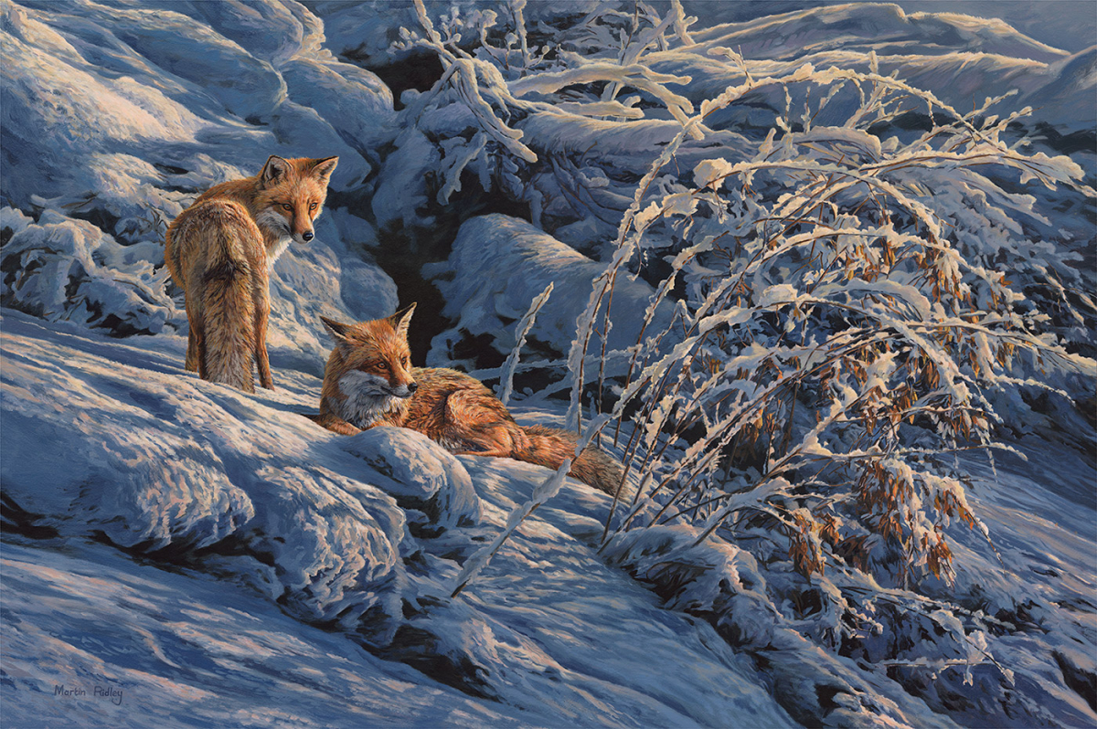 "Winter Sun", Red Foxes