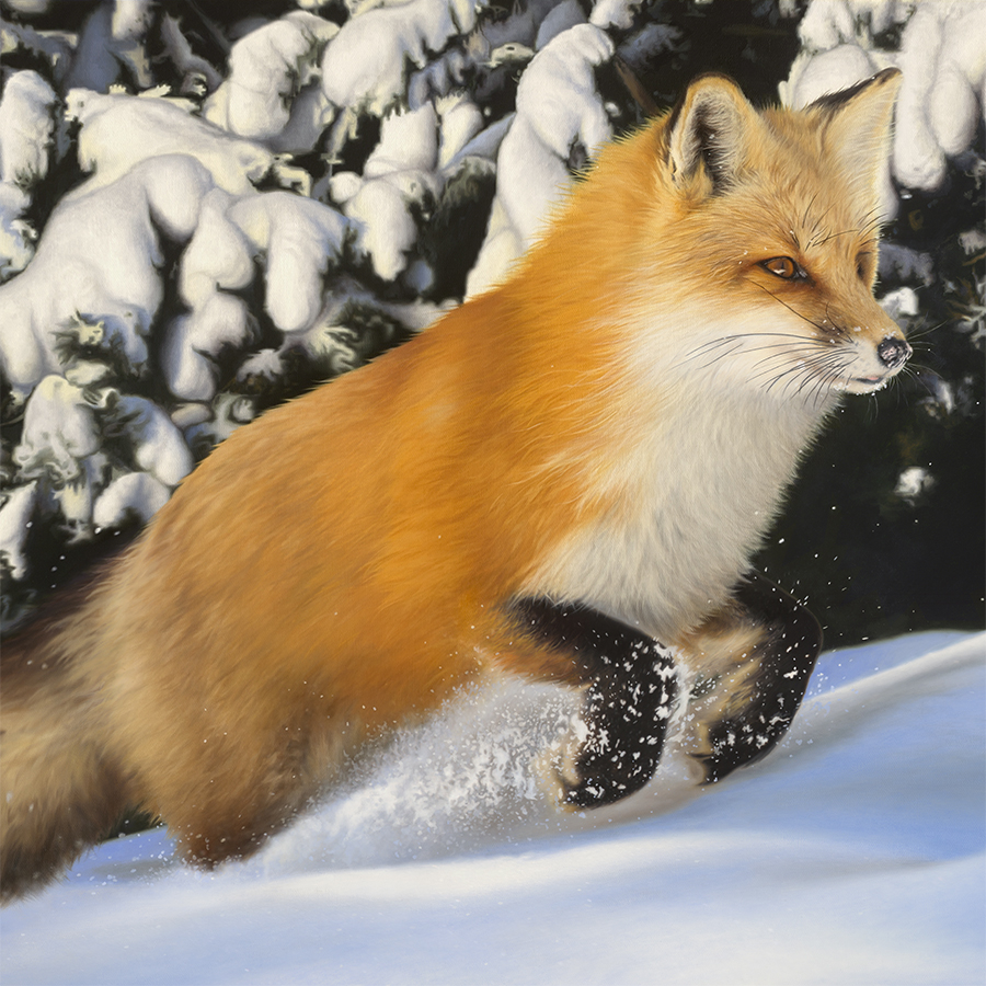Fresh Powder (Red Fox)