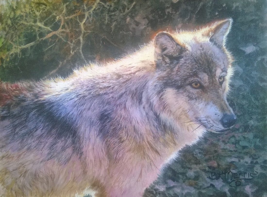 Hayden Valley Wolf