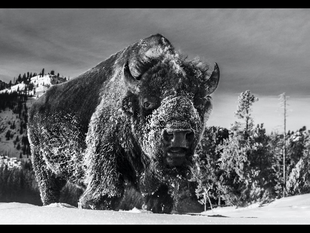 The Beast Of Yellowstone