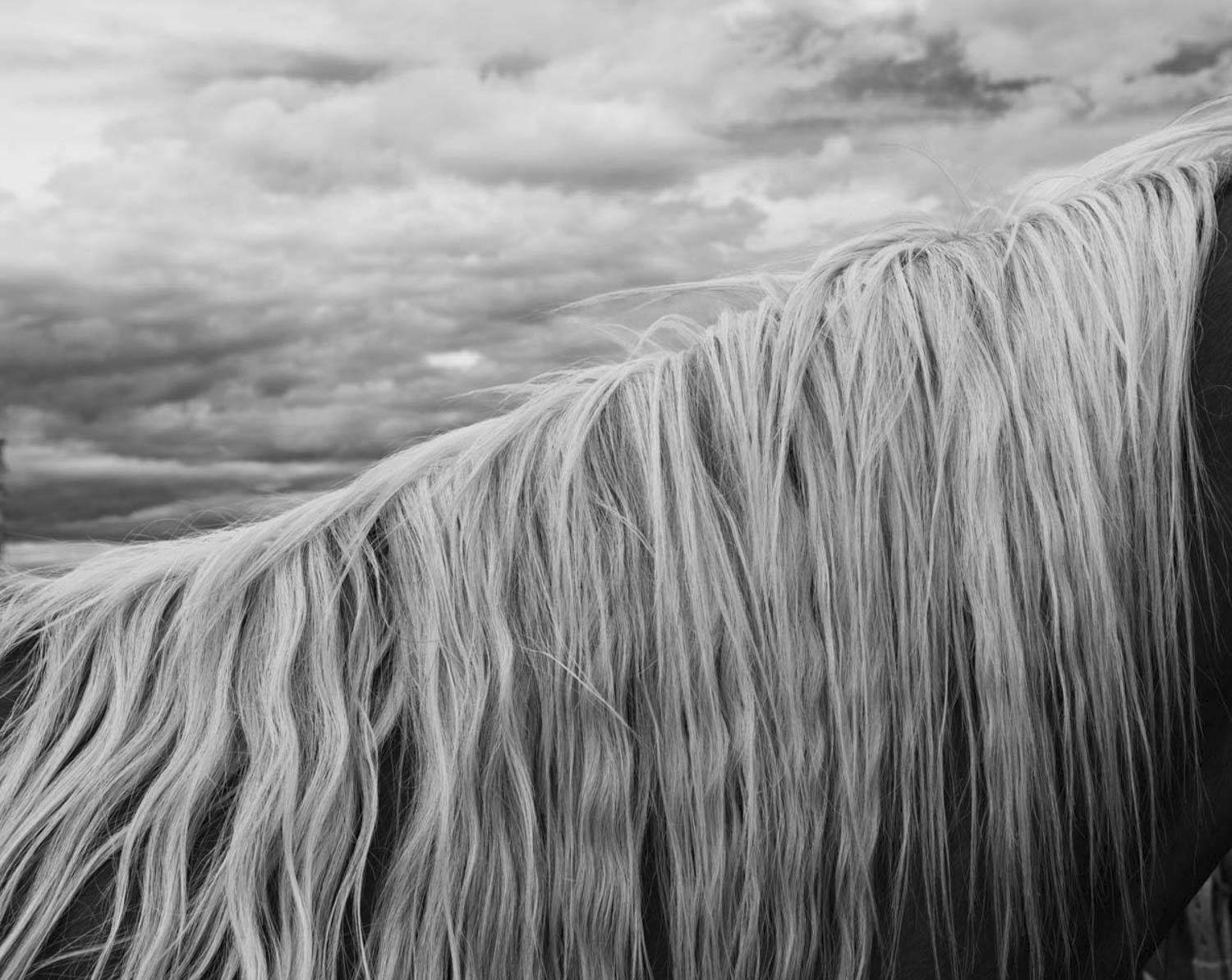 The Mane and Sky