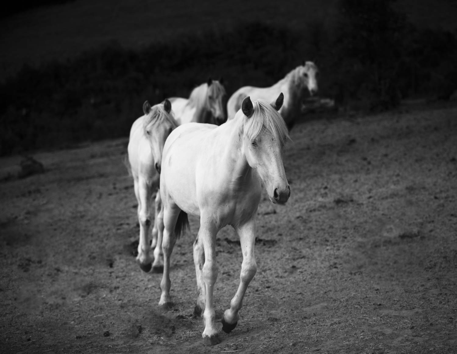 The Red Desert Foals